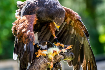 bird of prey