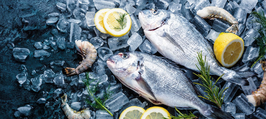 Frische Royal Dorade auf dunkelem Hintergrund
