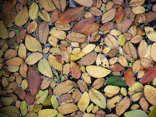 autumn leaf on water