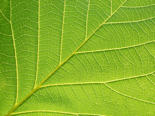 closeup leaf texture ( Bastard Teak, Bengal Kino, Kino Tree, Flame of the Forest )
