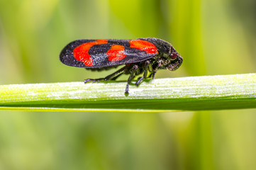red black blood cicada beetle in nature season meadow