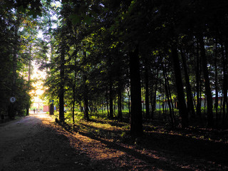 Sunlight penetrating through the trees as rays of light on a misty morning in a public wooded area