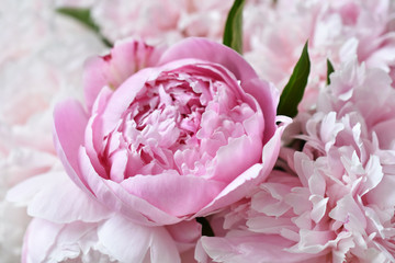 close up of beautiful peony bunch © teressa