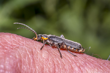 red black soldier soft beetle in green season nature meadow