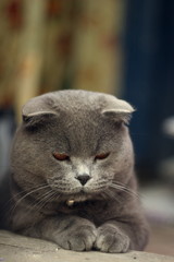 British lop-eared cat with a collar