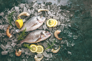 Frische Royal Dorade auf dunkelem Hintergrund