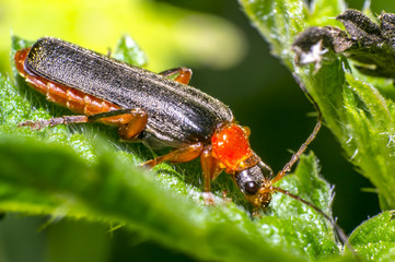 red black soldier soft beetle in green season nature meadow