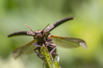 Fototapeta premium brown golden beetle in nature season meadow