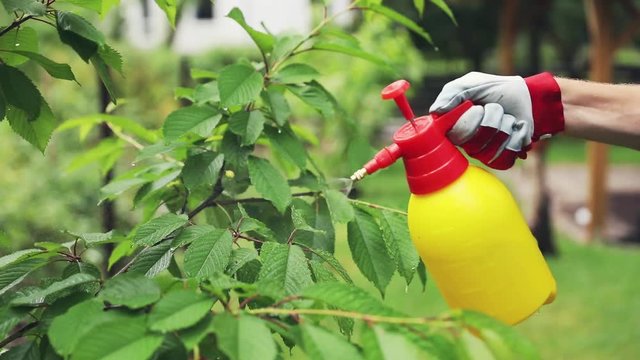 gardener spraying fruit tree branches and leaves against pests and diseases