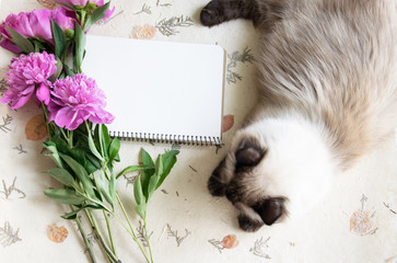Mocup notebook with a clean sheet of pink peonies and Siamese cat
