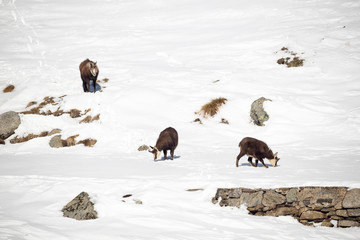 Kids and mother of alpine chamois