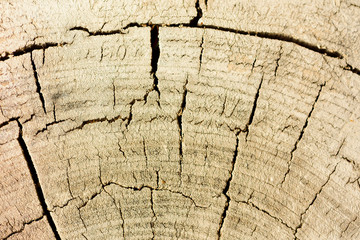 Fototapeta premium Wood structure, abstract background. Copy space. Dry old tree with cracks. Wooden cross section showing growth rings.