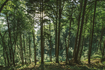 Forest near Bled lake Slovenia