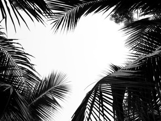 beautiful palms leaf on white background