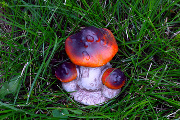 Garden figurines of mushrooms in the garden.