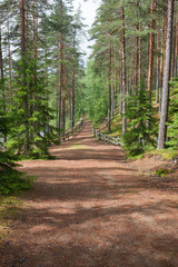 Fototapeta na wymiar finnish forest