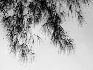 Pine Tree Silhouette