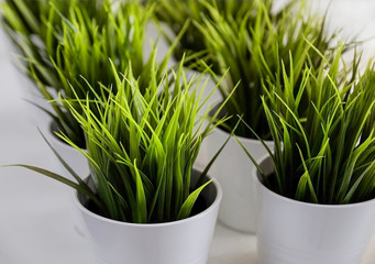 Fresh green grass grows in a concrete pot. Backgrounds. Compositions of green indoor plants,...