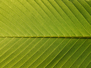 green leaf texture