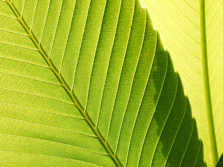 green leaf texture