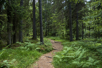 Beautiful pine forest path in Alps