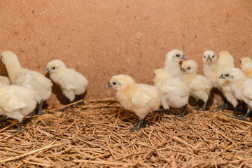 little chicken in farm
