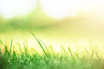 Fototapeta na wymiar Fresh green spring grass with sun leaks effect, copy space. Soft Focus. Abstract nature background. Banner