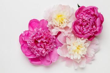 Four peonies on a white background.