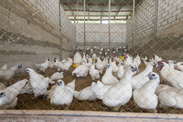 Happy Hen and Chicken in my farm