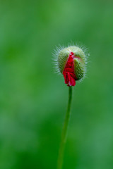 Poppy