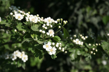 Hawthorn branch with beautiful white flowers. Crataegus monogyna