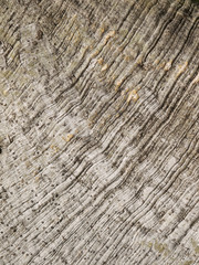 bark texture ( bodhi tree)