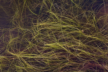 Plant growing in water seen below the surface