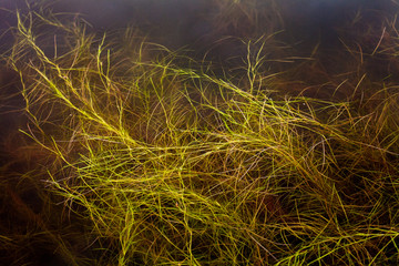 Plant growing in water seen below the surface