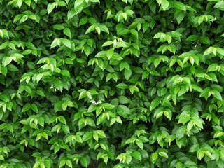 Fototapeta na wymiar green leaves wall background