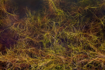 Plant growing in water seen below the surface