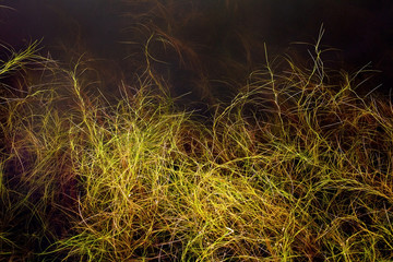 Plant growing in water seen below the surface