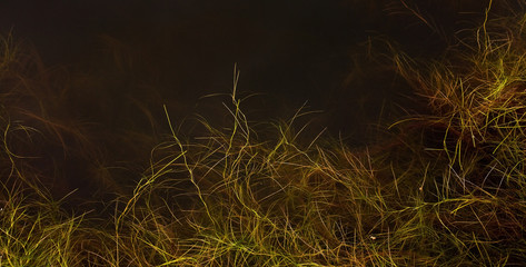 Plant growing in water seen below the surface