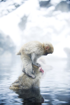 Macaque with infant in water, Jigokudani Monkey Park
