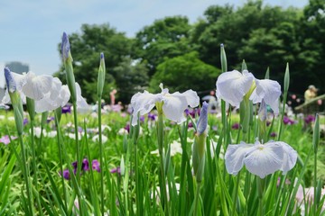 Obraz premium 菖蒲