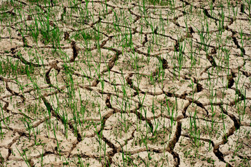 Dry ground cracked