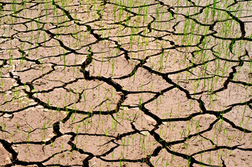 Dry ground cracked