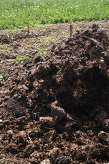Organic fertilizer. Cow manure for agriculture in the field