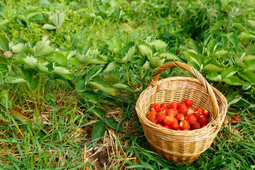 Fototapeta na wymiar Strawberries in a basket on Strawberries field.