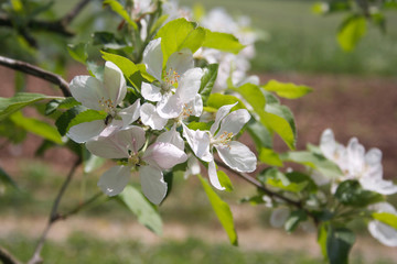 Flowering branch of Apple tree in the orchard. Springtime background