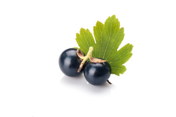 Blackcurrant