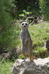erdmännchen