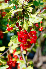 Background of red currant. Ripe red currants close-up as background.