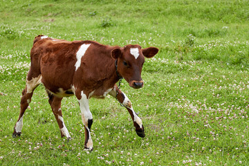 Fototapeta na wymiar brown calf with white spots on a green meadow