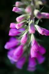 Fototapeta premium Foxglove